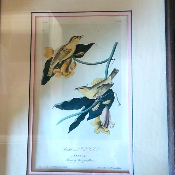 Rare Early-19th Century London Original John J. Audubon Hand-Coloured Engraving - Picture 2 of 6